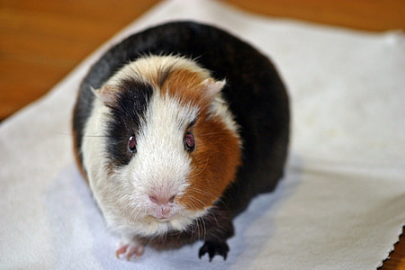 brown, black, and white guinea thumbnail