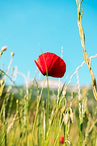 red poppy flower under teal sky thumbnail