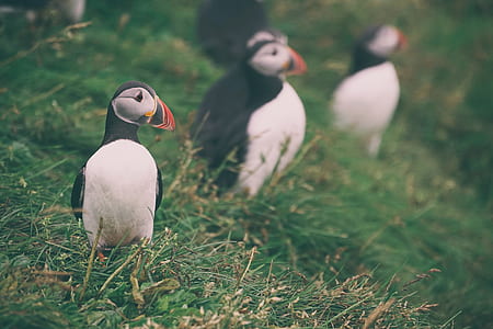 selective focus photography of Atlantic puffin thumbnail