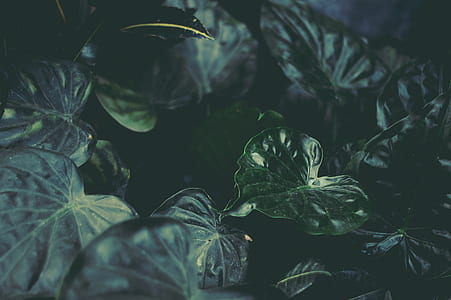macro shot photography of green plants thumbnail