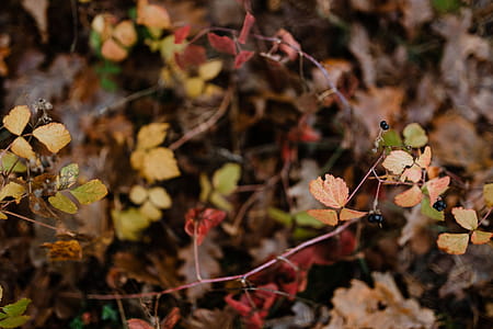 Autumn walk to the forest in foggy weather thumbnail