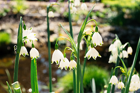 Early spring flowers thumbnail