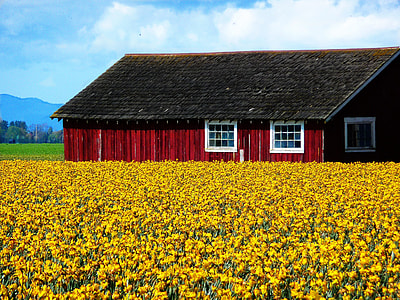 barn surrounded by yellow petaled flower field thumbnail