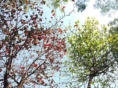 Red and Green Tree Leaves on a Sunny Day thumbnail