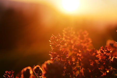 sunbeam, plant, lichtspiel, sunny, sunlight, mood thumbnail