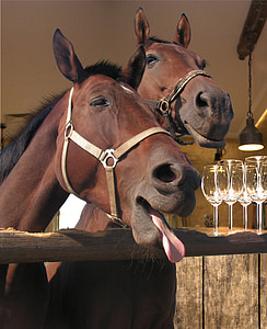 two brown horses thumbnail