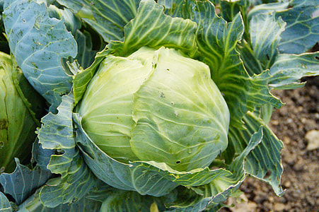 cabbage vegetable during daytime thumbnail