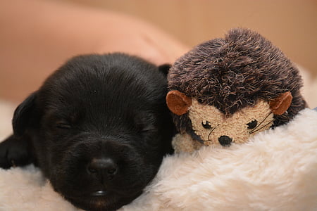 black puppy beside plush toy thumbnail