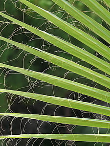 green palm leaf in close-up photography thumbnail