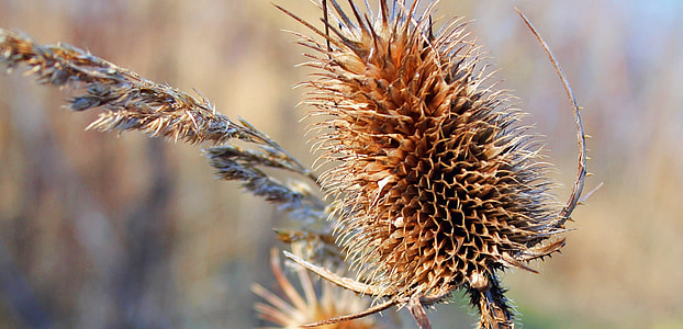 Nature, Blue Stone Lake Eschweiler thumbnail