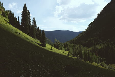 person showing green trees thumbnail