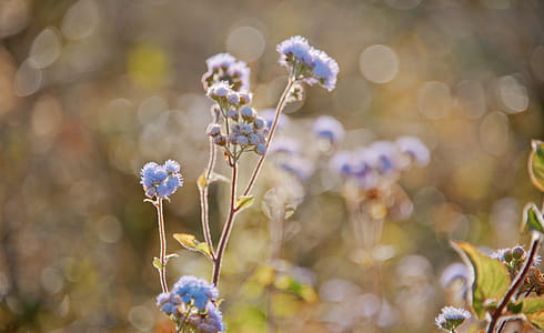 Tilt Lens Photography of Purple Flower thumbnail