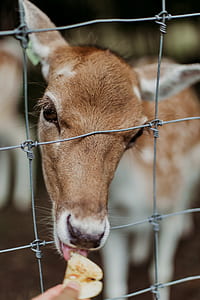 brown and white deer taken at daytime thumbnail