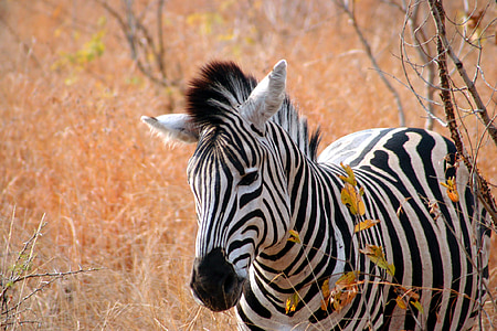 wildlife photograph of zebra thumbnail
