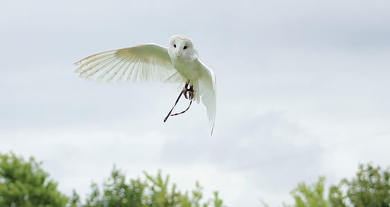 barn owl flying in the air thumbnail