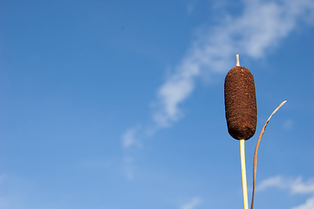Reeds Summer Against A Blue Sky thumbnail