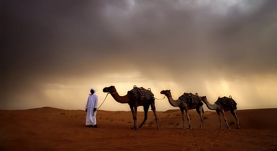 man with white thobe beside three brown camels on brown desert thumbnail