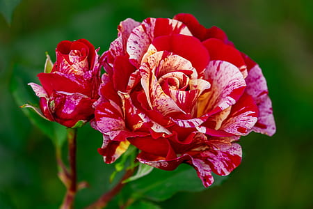 shallow focus photography of pink flowers thumbnail