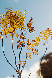 shallow focus photography of brown leaves thumbnail
