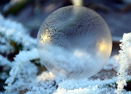 focus photography of snowball thumbnail