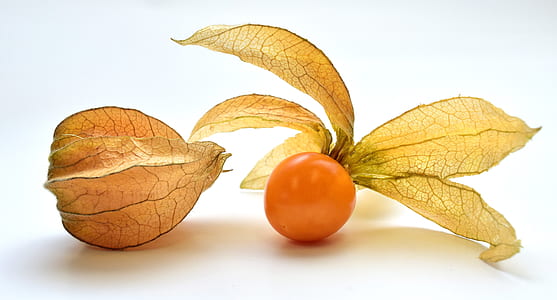 round orange fruit thumbnail