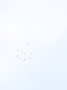 bird, nature, backgrounds, flying thumbnail