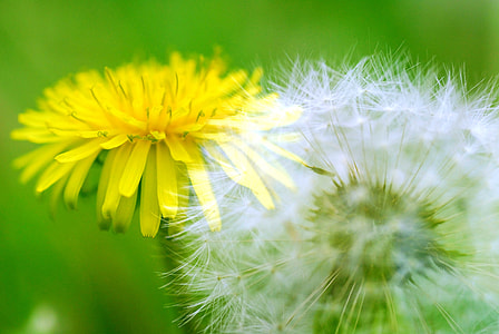 Dandelion, Dandelion Fluff thumbnail
