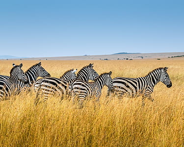 zebra on grass land thumbnail