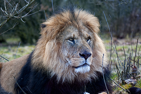 wildlife photography of lion near grass thumbnail