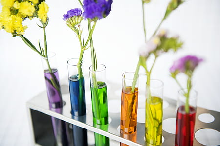 closeup photography of assorted-color petaled flowers thumbnail
