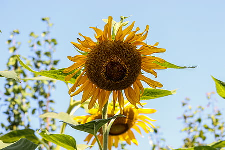 sunflowers under blue sky thumbnail