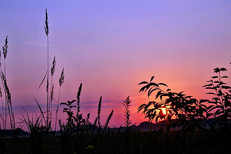 silhouette of plants thumbnail