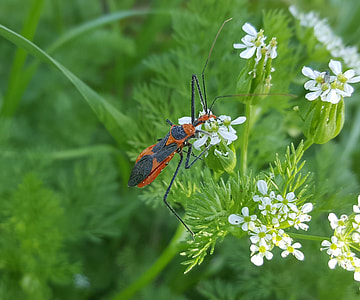 Milkweed Assassin Bug, Assassin Bug thumbnail