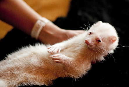 shallow focus photography of person holding white rodent thumbnail