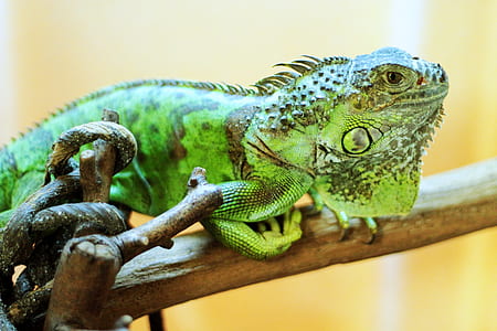 green iguana on brown tree brunch thumbnail