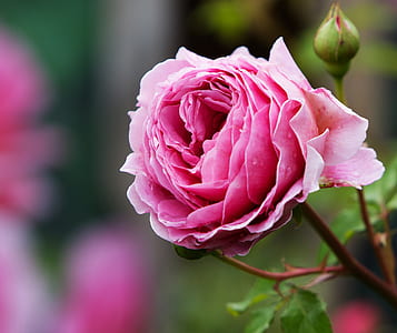 selective focus photography of pink rose flower flower thumbnail