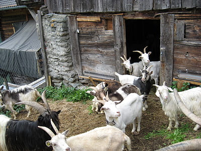 herd of goat near cage thumbnail