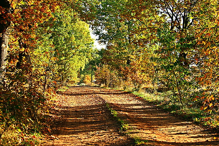 pathway between garden thumbnail