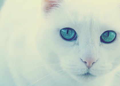 white cat thumbnail