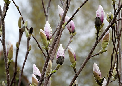 pink magnolias closeup photography thumbnail
