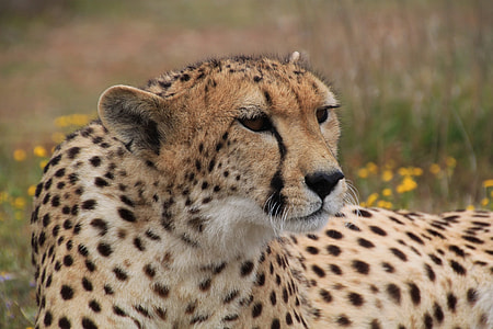 leopard laying down on grass thumbnail