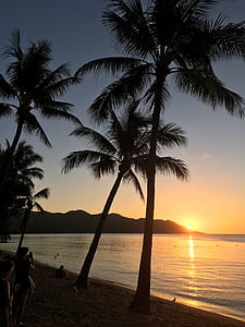 silhouette photography of three coconut trees thumbnail