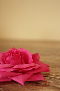 pink flower thumbnail