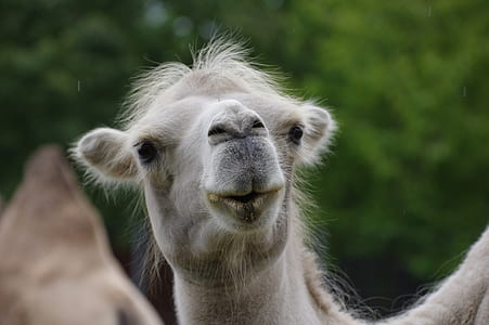 gray camel under sunny sky thumbnail