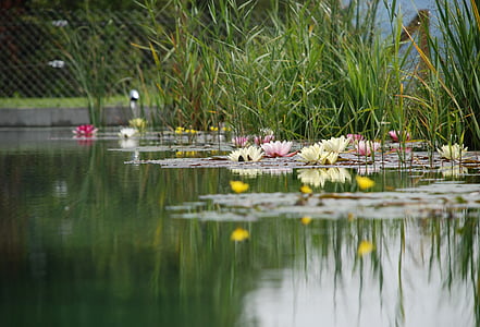 selective focus photography of waterlilies on lake thumbnail