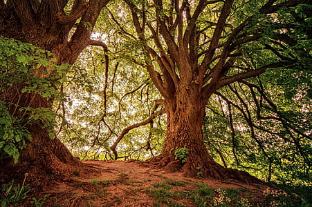 green and brown trees thumbnail
