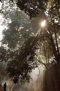 green leafed tree during daytime thumbnail