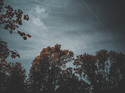 green leaf trees under nimbus clouds at daytime thumbnail