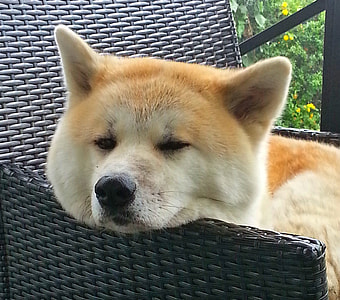tan and white Shiba Inu lying on wicker chair thumbnail