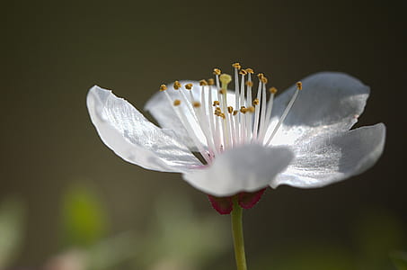white flower thumbnail